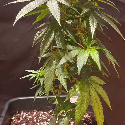 RQS - SweetZZ  growlog timeline photo