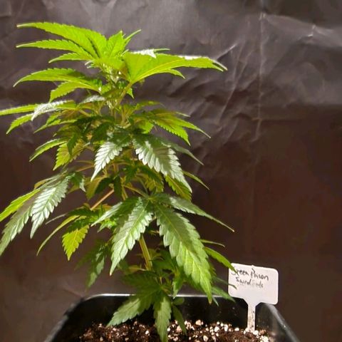 Sweet Seeds - Green Poison growlog timeline photo