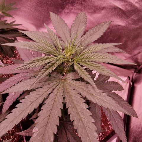 RQS - SweetZZ  growlog timeline photo