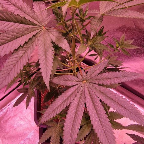 Fastbuds FF - Tropicana Cookies growlog timeline photo