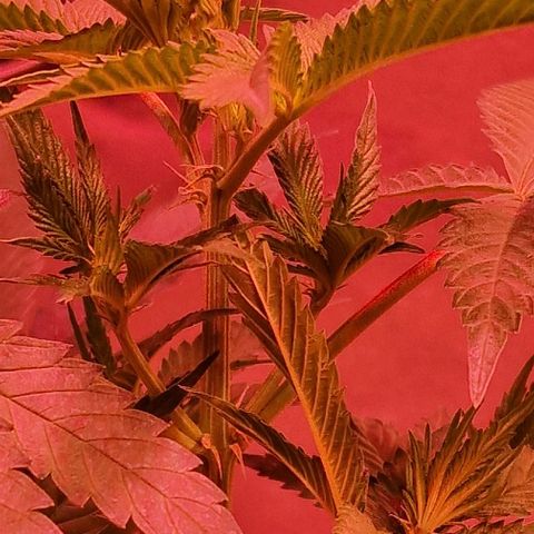 Fastbuds FF - Tropicana Cookies growlog timeline photo