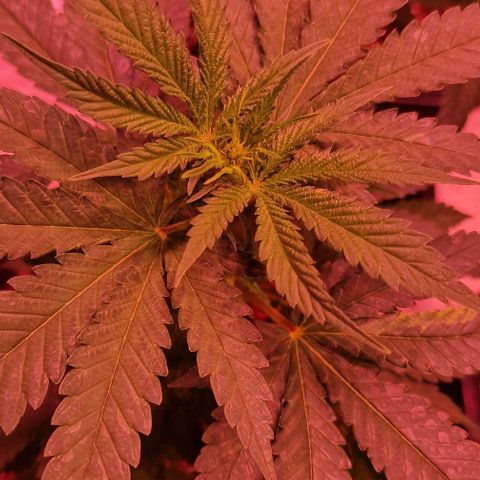 Sweet Seeds - Green Poison growlog timeline photo