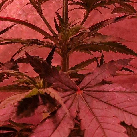 RQS - SweetZZ  growlog timeline photo