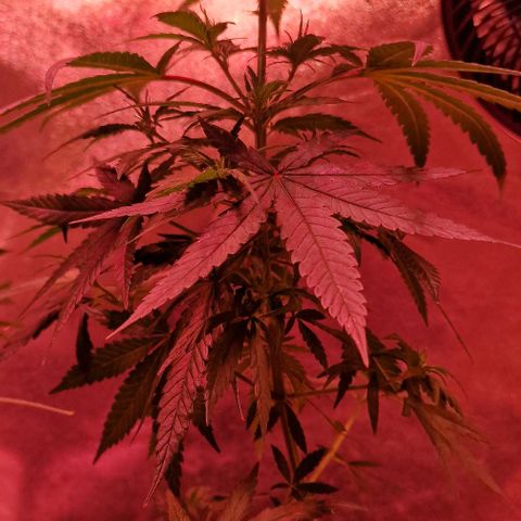 RQS - SweetZZ  growlog timeline photo