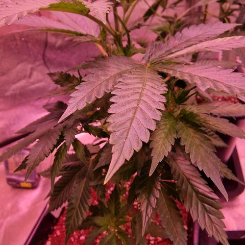 Sweet Seeds - Green Poison growlog timeline photo