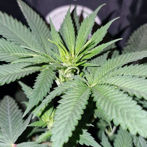 Fastbuds FF - Tropicana Cookies growlog timeline photo