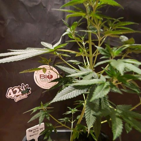 Fastbuds FF - Tropicana Cookies growlog timeline photo