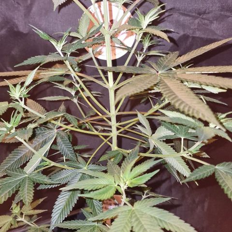 Fastbuds FF - Tropicana Cookies growlog timeline photo