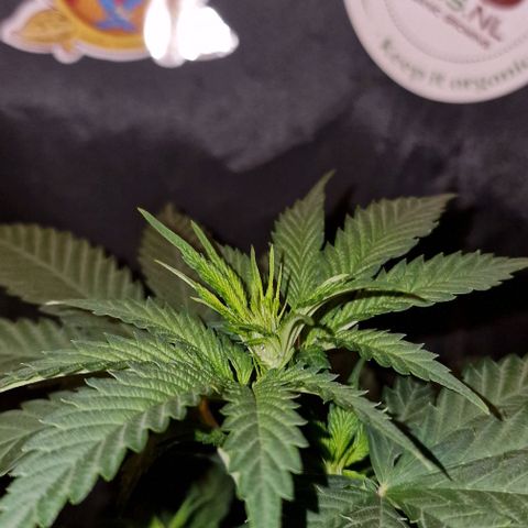 Sweet Seeds - Green Poison growlog timeline photo
