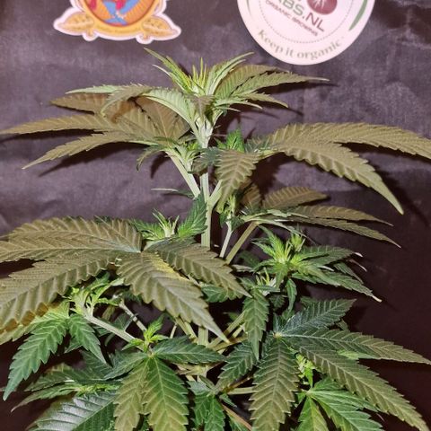 Sweet Seeds - Green Poison growlog timeline photo