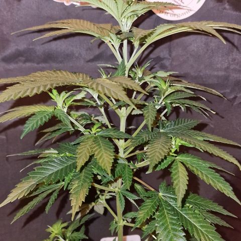 Sweet Seeds - Green Poison growlog timeline photo