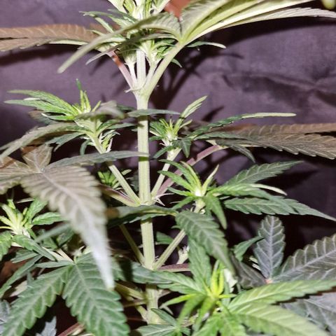 RQS - SweetZZ  growlog timeline photo