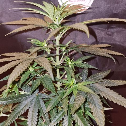 RQS - SweetZZ  growlog timeline photo