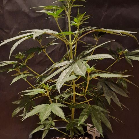 Fastbuds FF - Tropicana Cookies growlog timeline photo