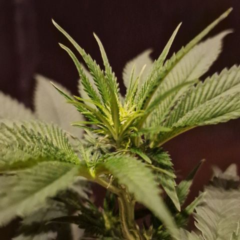Fastbuds FF - Tropicana Cookies growlog timeline photo
