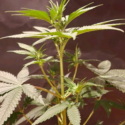 Fastbuds FF - Tropicana Cookies growlog timeline photo