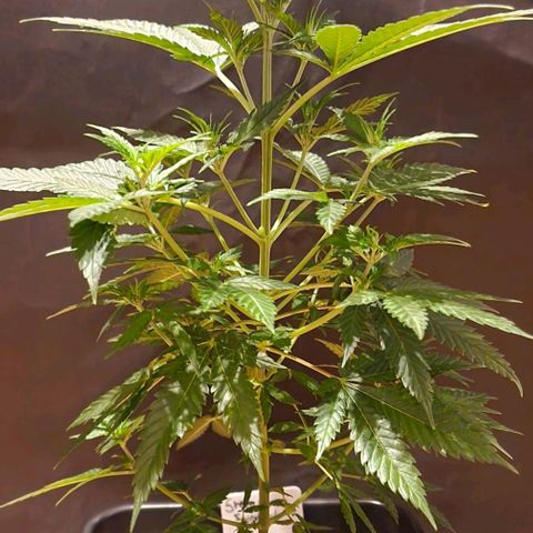 Sweet Seeds - Green Poison growlog timeline photo