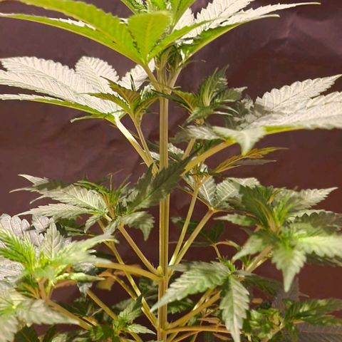 Sweet Seeds - Green Poison growlog timeline photo