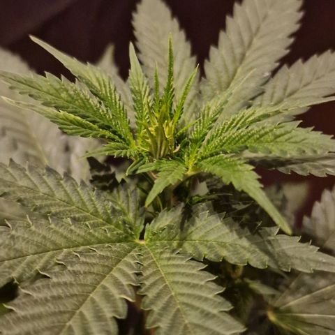 Sweet Seeds - Green Poison growlog timeline photo