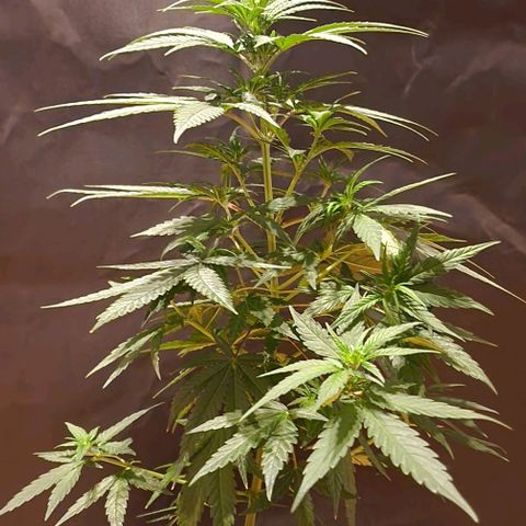 RQS - SweetZZ  growlog timeline photo