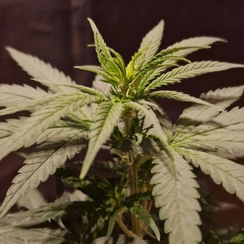 RQS - SweetZZ  growlog timeline photo