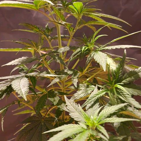 RQS - SweetZZ  growlog timeline photo