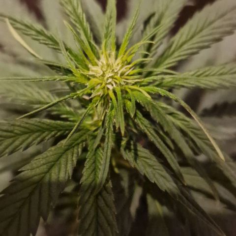 RQS - SweetZZ  growlog timeline photo
