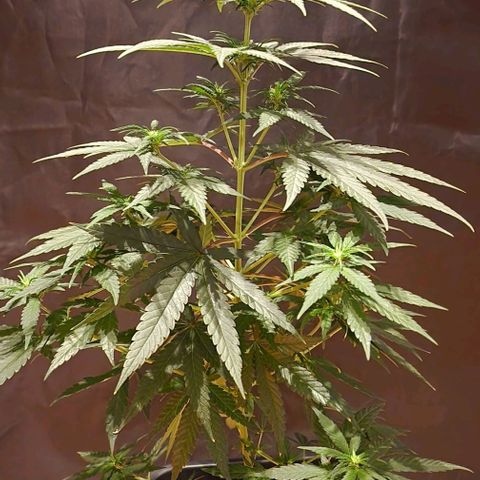 RQS - SweetZZ  growlog timeline photo