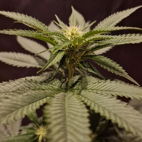 Fastbuds FF - Tropicana Cookies growlog timeline photo