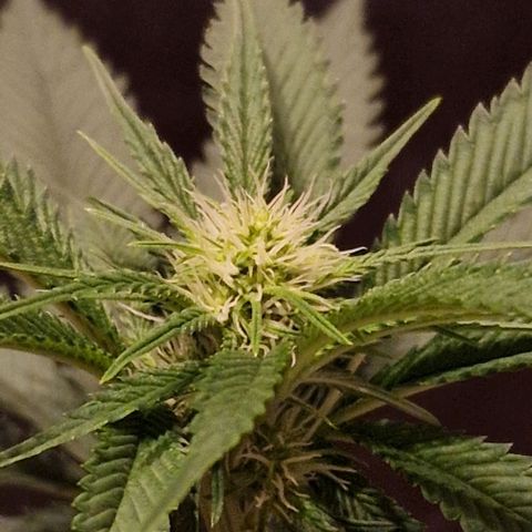 Fastbuds FF - Tropicana Cookies growlog timeline photo