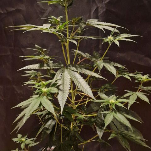 Fastbuds FF - Tropicana Cookies growlog timeline photo