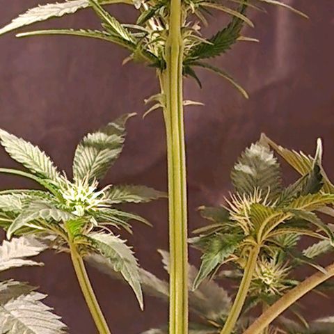Fastbuds FF - Tropicana Cookies growlog timeline photo