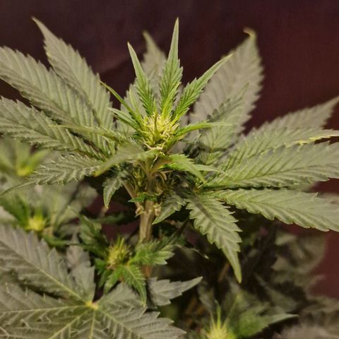 Sweet Seeds - Green Poison growlog timeline photo