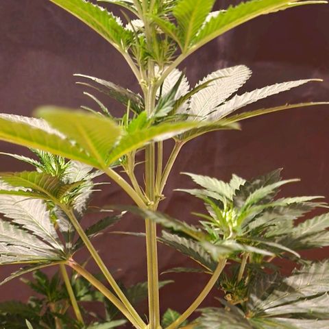 Sweet Seeds - Green Poison growlog timeline photo