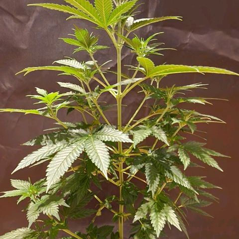Sweet Seeds - Green Poison growlog timeline photo