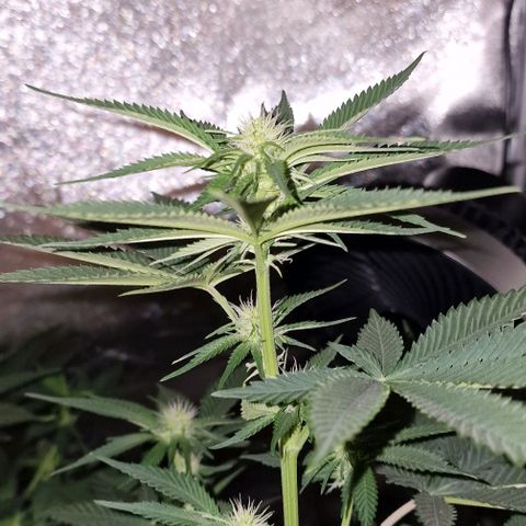 Fastbuds FF - Tropicana Cookies growlog timeline photo