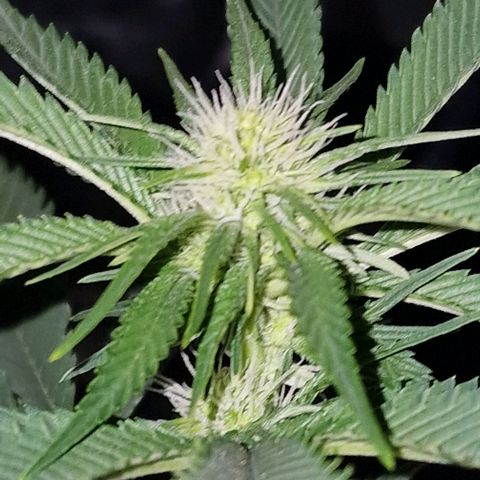 Fastbuds FF - Tropicana Cookies growlog timeline photo