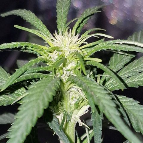 RQS - SweetZZ  growlog timeline photo