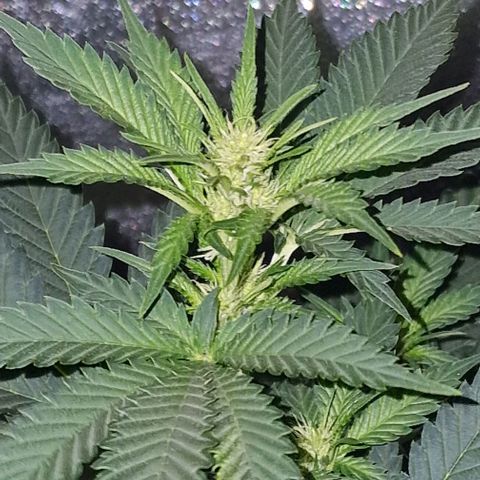 Sweet Seeds - Green Poison growlog timeline photo