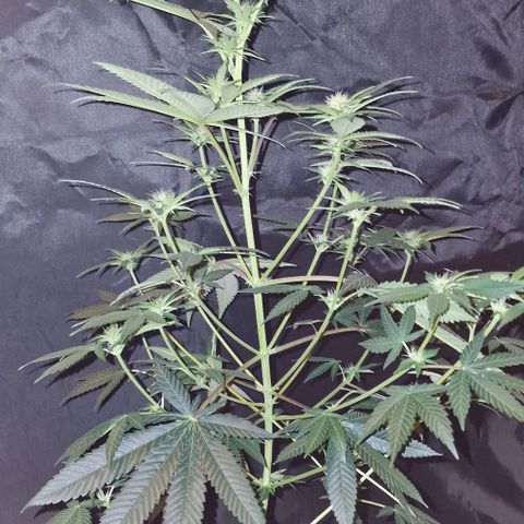 Fastbuds FF - Tropicana Cookies growlog timeline photo