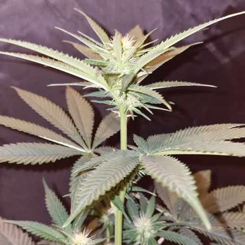 Fastbuds FF - Tropicana Cookies growlog timeline photo