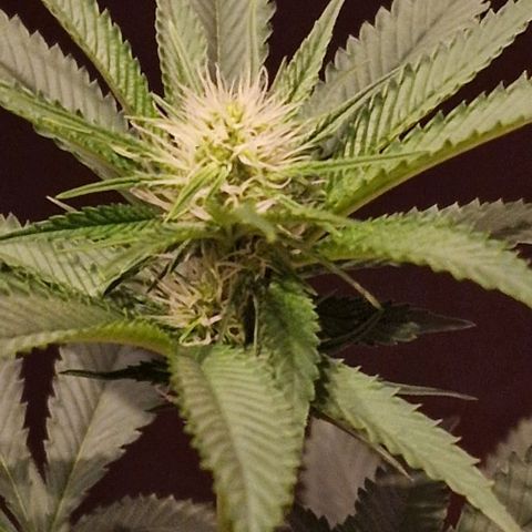 Fastbuds FF - Tropicana Cookies growlog timeline photo