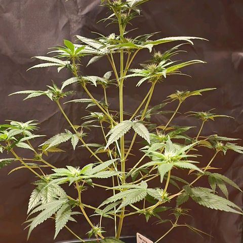 Fastbuds FF - Tropicana Cookies growlog timeline photo