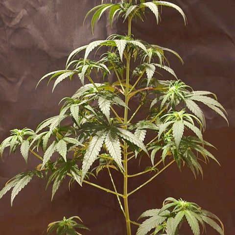 RQS - SweetZZ  growlog timeline photo