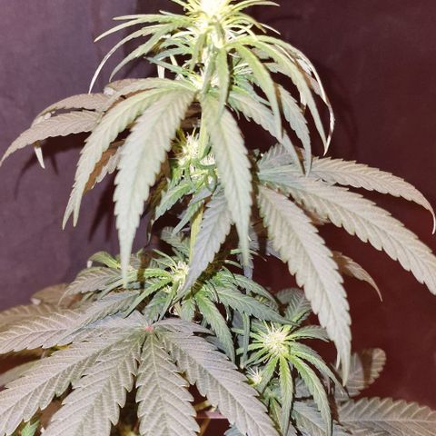 RQS - SweetZZ  growlog timeline photo