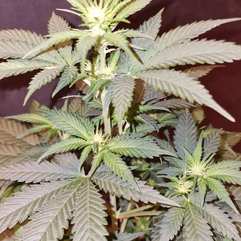 Sweet Seeds - Green Poison growlog timeline photo