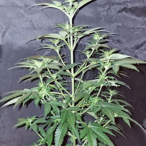 Sweet Seeds - Green Poison growlog timeline photo
