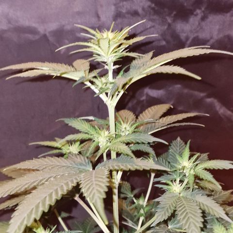Sweet Seeds - Green Poison growlog timeline photo