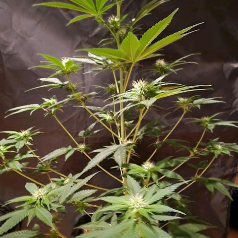 Fastbuds FF - Tropicana Cookies growlog timeline photo
