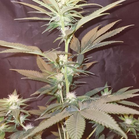 Fastbuds FF - Tropicana Cookies growlog timeline photo